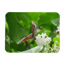 Butterfly on Spring Lilac Magnet