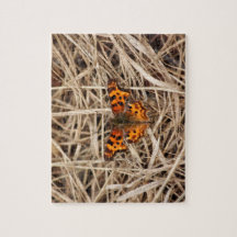 Butterfly on Straw
