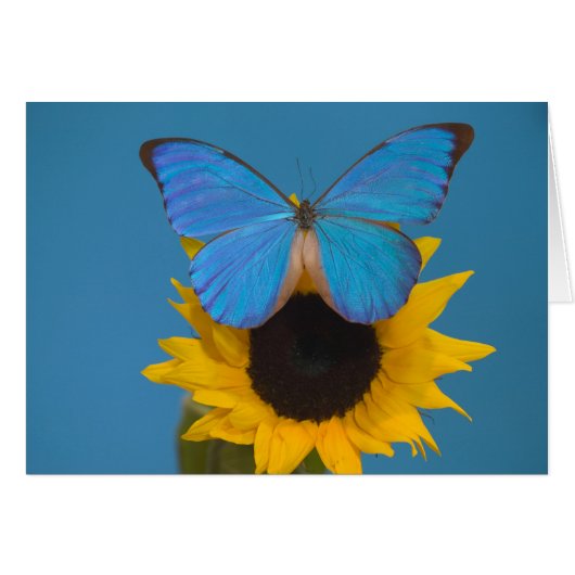 Butterfly on Sunflower Cards (Front Horizontal)