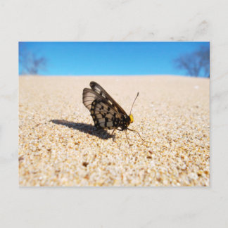 Butterfly on the Beach Postcard