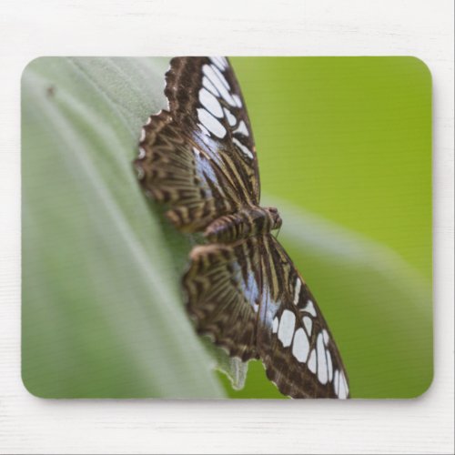 butterfly on the flower mouse mat