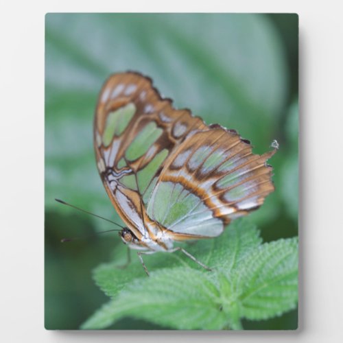 butterfly on the flower plaque