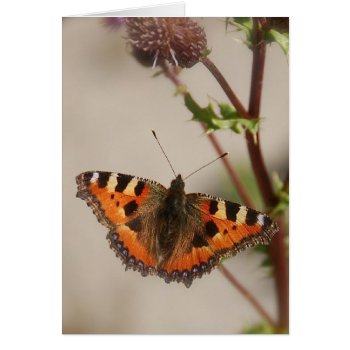 Butterfly On Thistle Card by pulsDesign at Zazzle