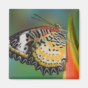 Butterfly on Tropical Flower Magnet