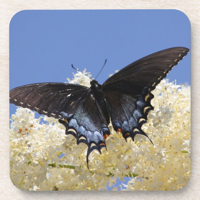 Butterfly On White Flowers Drink Coaster (Front)
