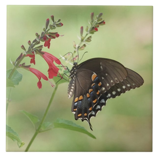 Butterfly on Wildflowers Ceramic Tile (Front)