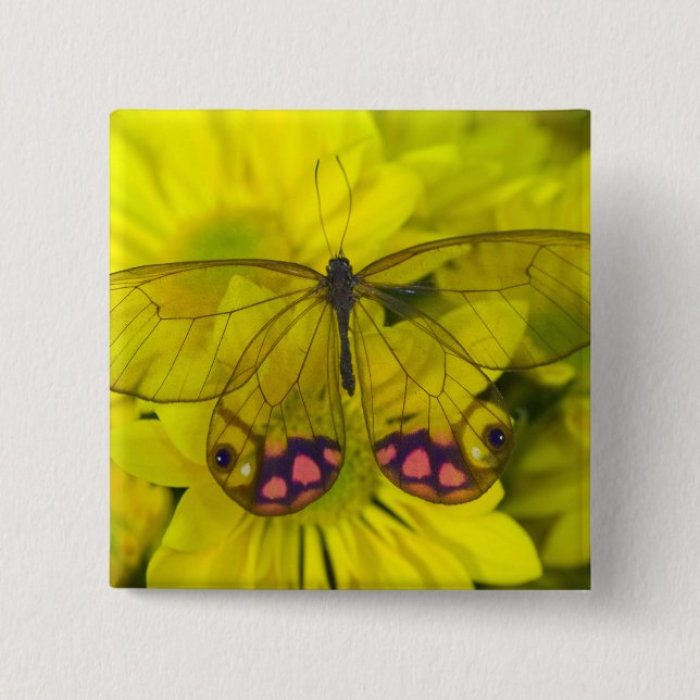 Butterfly on Yellow Button (Front)