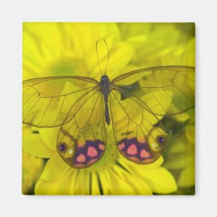 Butterfly on Yellow Magnet