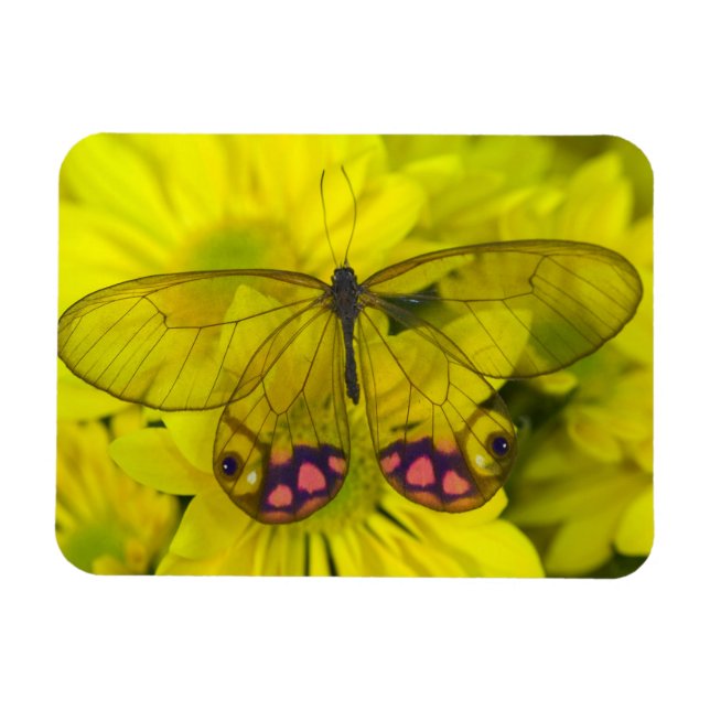 Butterfly on Yellow Magnet (Horizontal)
