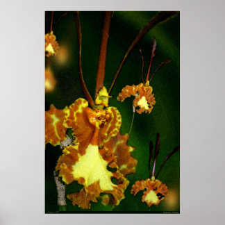 Butterfly Orchid Art Poster -24x36 -other sizes