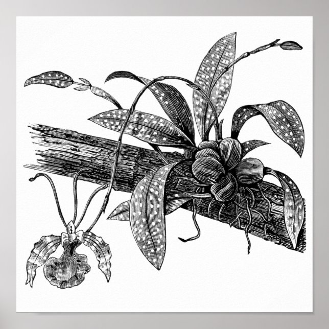 Butterfly orchid poster (Front)