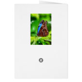 Butterfly painting (Back)