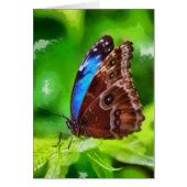 Butterfly painting (Front)