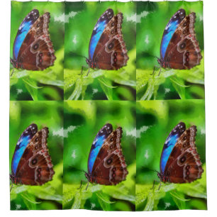 Butterfly painting shower curtain