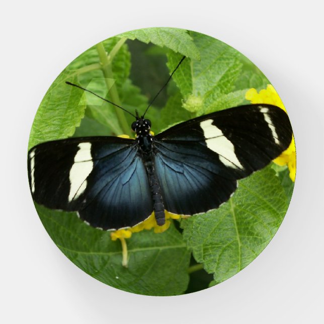 Butterfly Paperweight (Front)