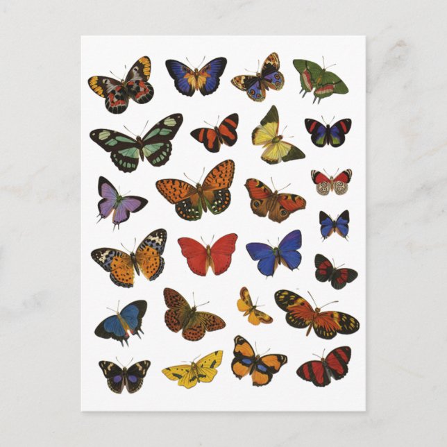 Butterfly Pattern – Nature-Inspired Botanical Postcard (Front)
