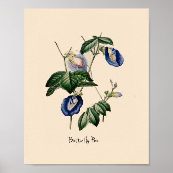 Butterfly Pea Botanical Flower Poster by nikkilynndesign at Zazzle