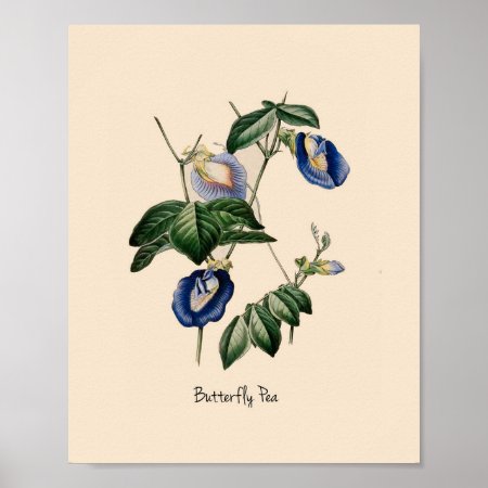 Butterfly Pea Botanical Flower Poster