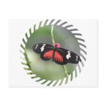 Butterfly Photo Design Postcard