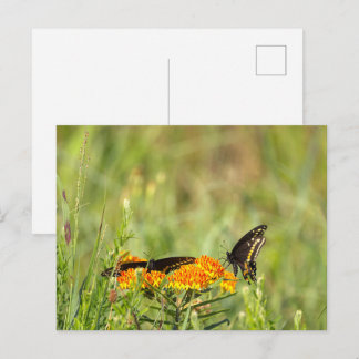 Butterfly Photo Postcard