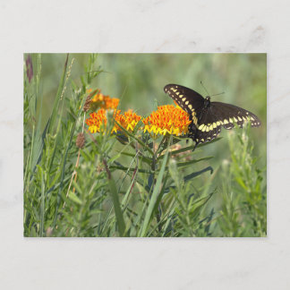 Butterfly Photo Postcard