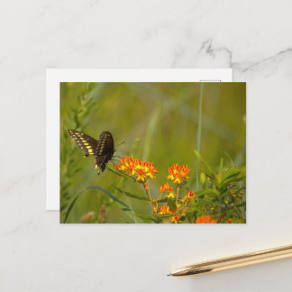 Butterfly Photo Postcard