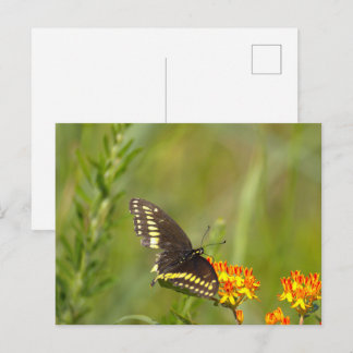 Butterfly Photo Postcard