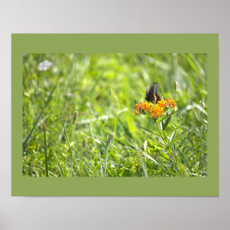 Butterfly Photo Poster