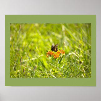 Butterfly Photo Poster