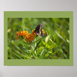 Butterfly Photo Poster