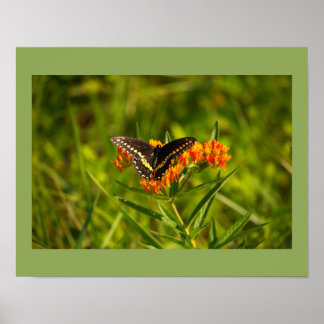 Butterfly Photo Poster