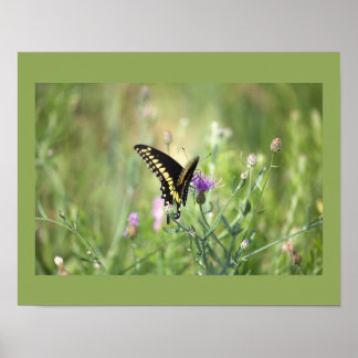 Butterfly Photo Poster
