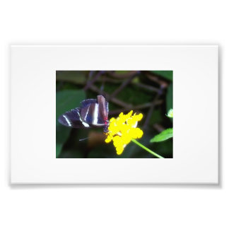 Butterfly Photo Print