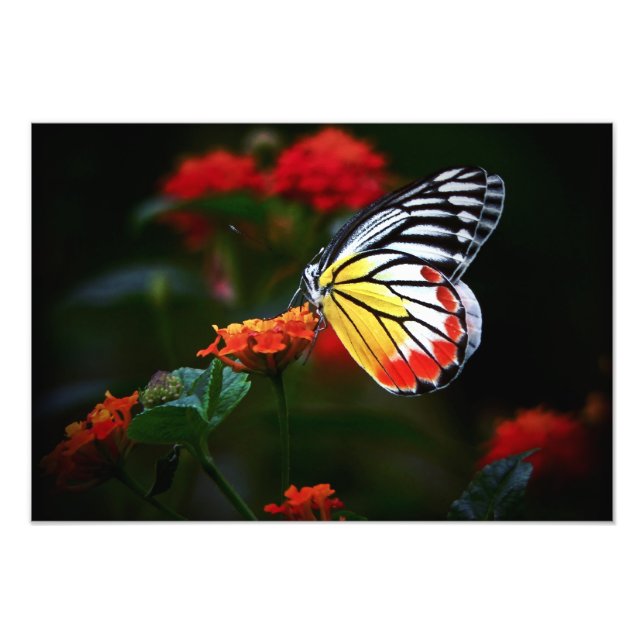 Butterfly Photo Print (Front)