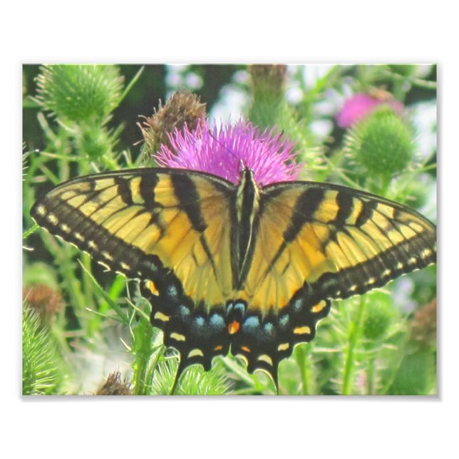 Butterfly Photo Print (Front)