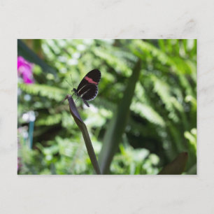 Butterfly Photography Postcard