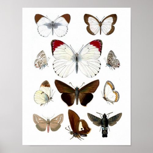 Butterfly Picture 7 Natural History Print