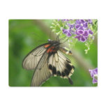 Butterfly Pollinating Postcard