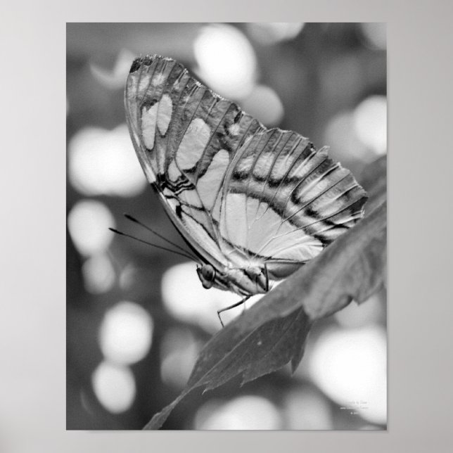 Butterfly Posing Black And White Nature  Poster (Front)