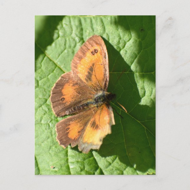 Butterfly Postcard (Front)