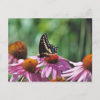 Butterfly Postcard by Captain_Panama at Zazzle