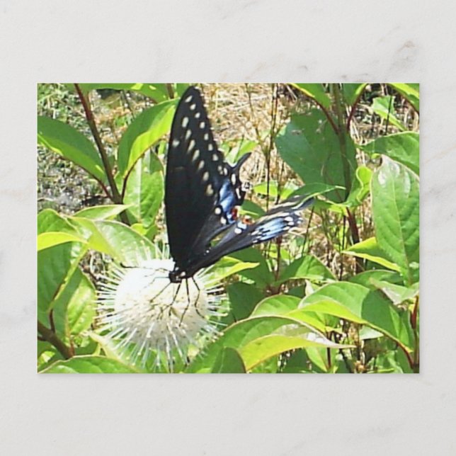 Butterfly Postcard (Front)