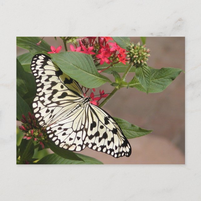 Butterfly postcard (Front)