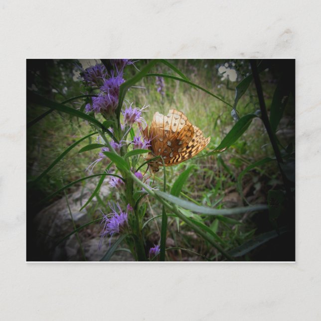 butterfly postcard (Front)