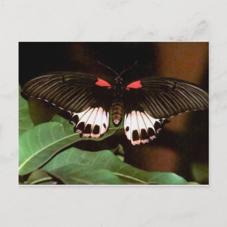 Butterfly Postcard