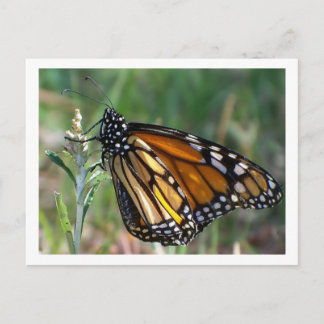 Butterfly Postcard