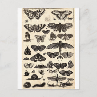butterfly postcard