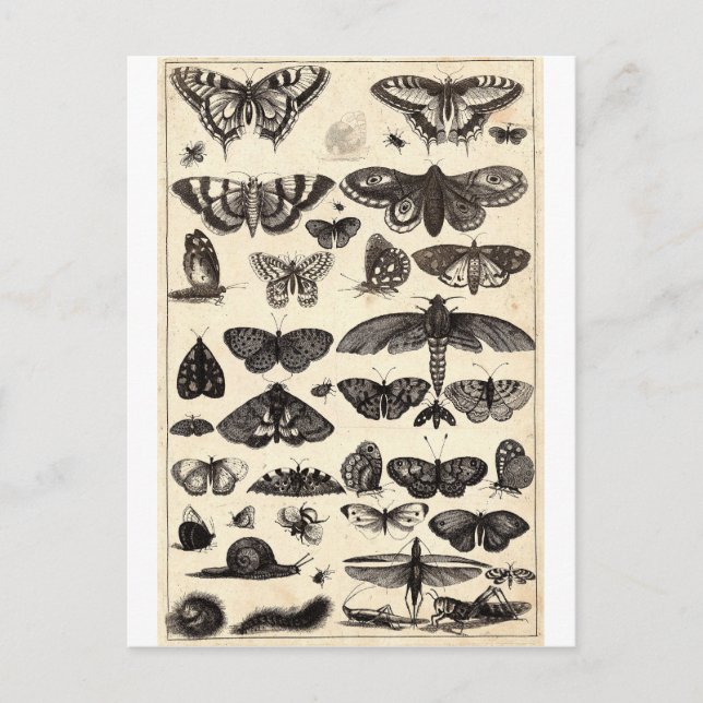 butterfly postcard (Front)