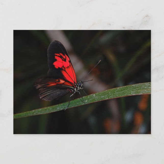 Butterfly Postcard (Front)