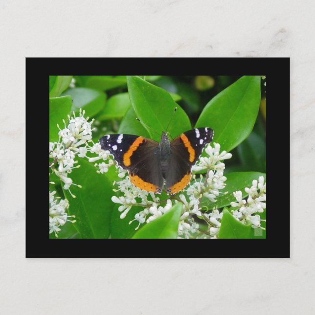 Butterfly Postcard (Front)